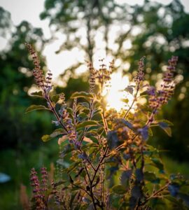Tulsi