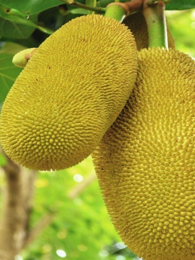 Benefits of jackfruit, Hindi, English