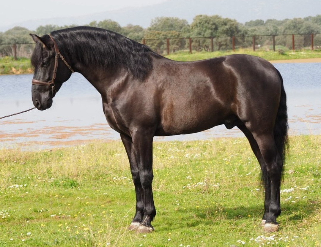 Andalusian horse