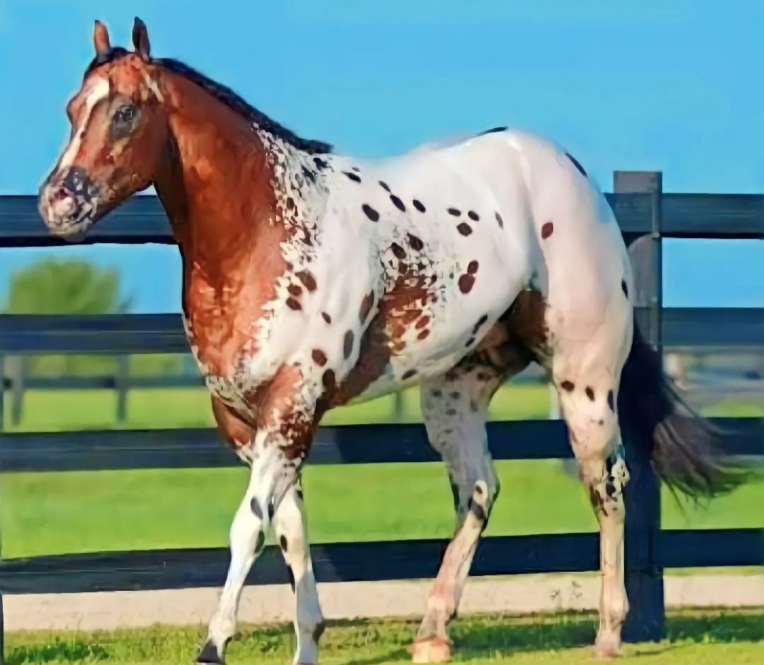 Appaloosa horse