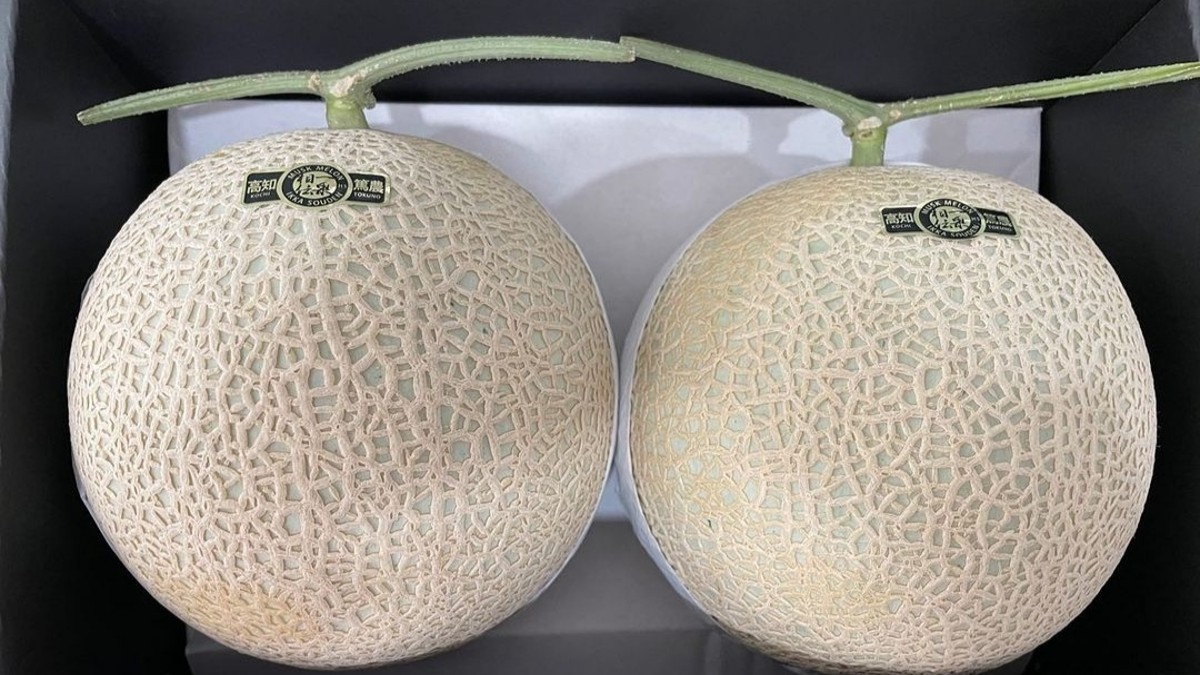 Musk melon, 8 Exploring the Delectable World of Musk Melon
