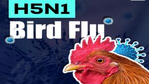 H5N1 Bird Flu 'Highly Likely' to Arrive in New Zealand in Near Future