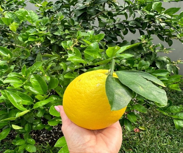 10 Health Benefits of Lemon Juice in summer