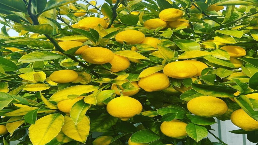 10 Health Benefits of Lemon Juice in summer