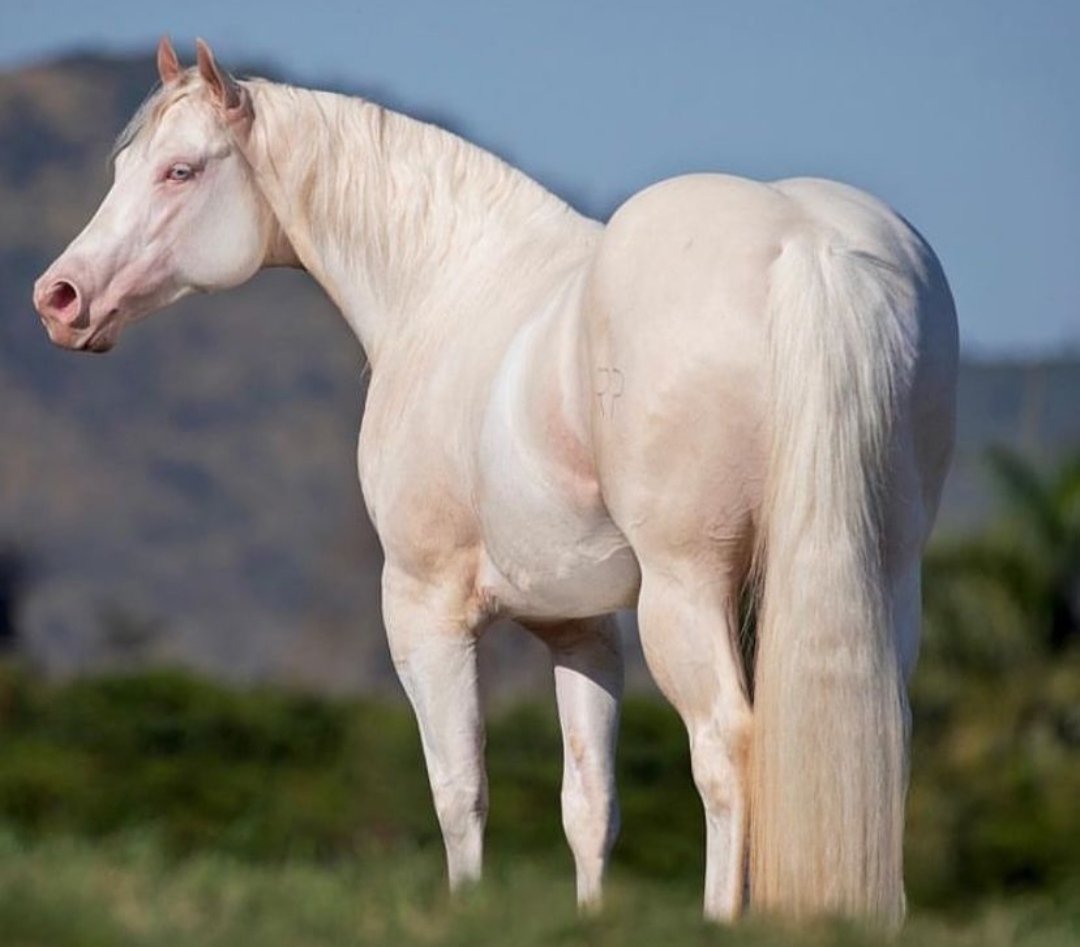 Quarter Horse