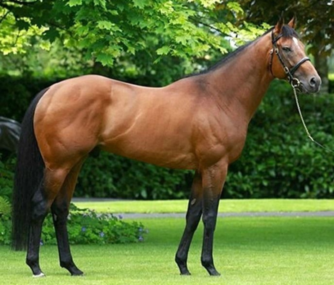 Thoroughbred